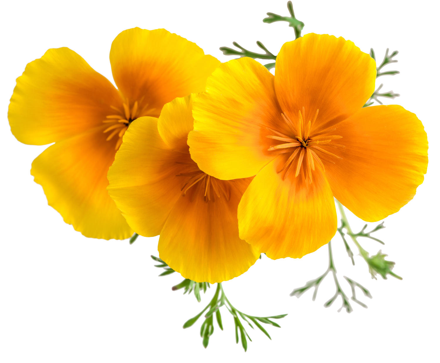 Fiori di escolzia