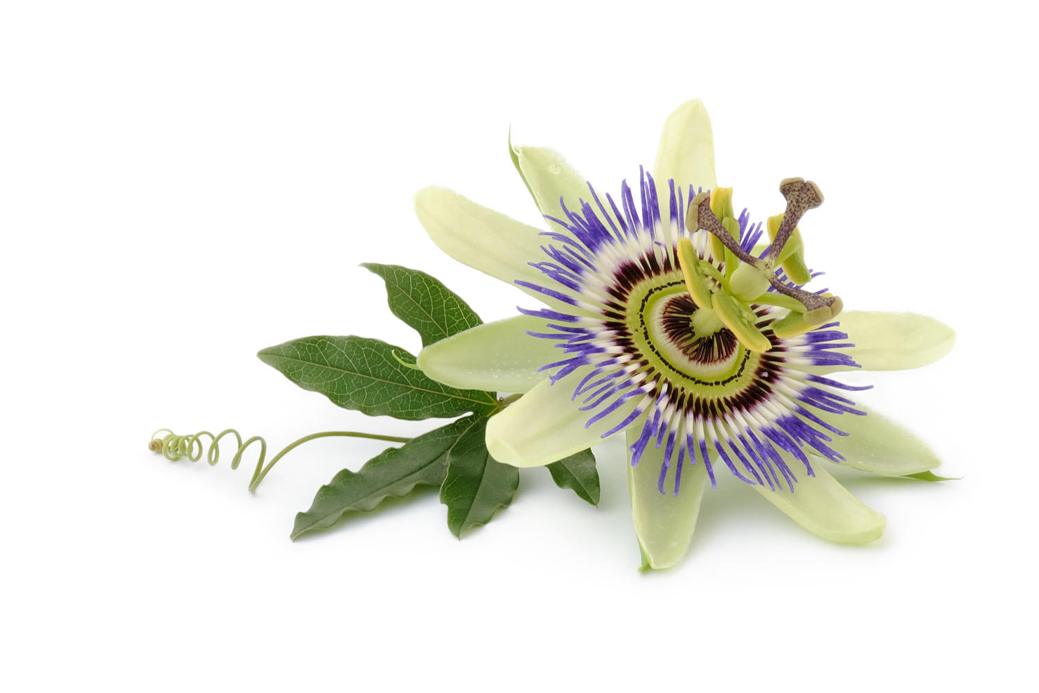 Fiore di passiflora caerulea