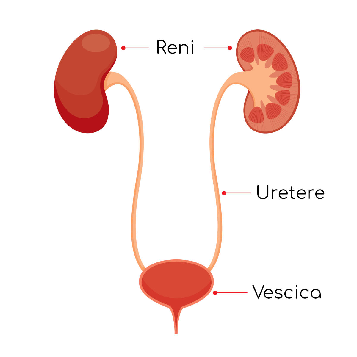 Anatomia normale di reni, ureteri e vescica