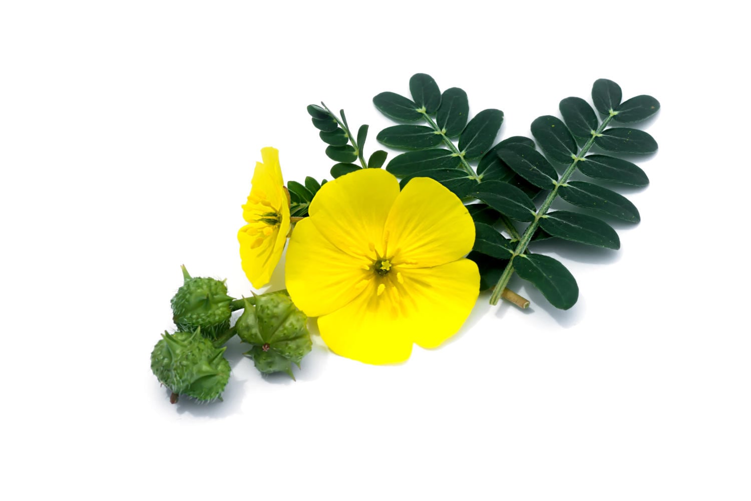 Fiore di Tribulus Terrestris