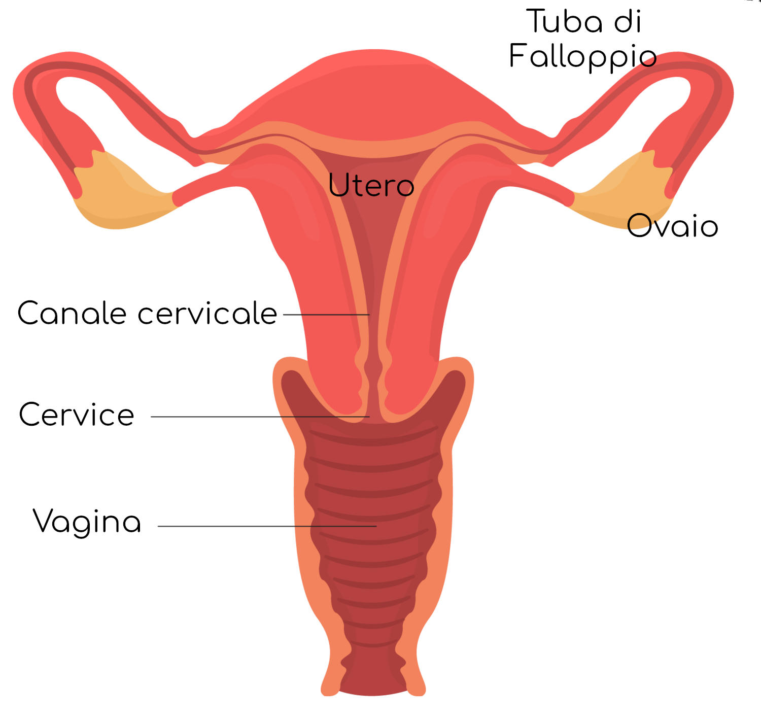 Anatomia semplificata dell'apparato genitale femminile