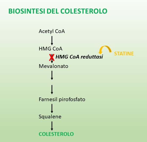 Cascata biochimica di produzione del colesterolo endogeno