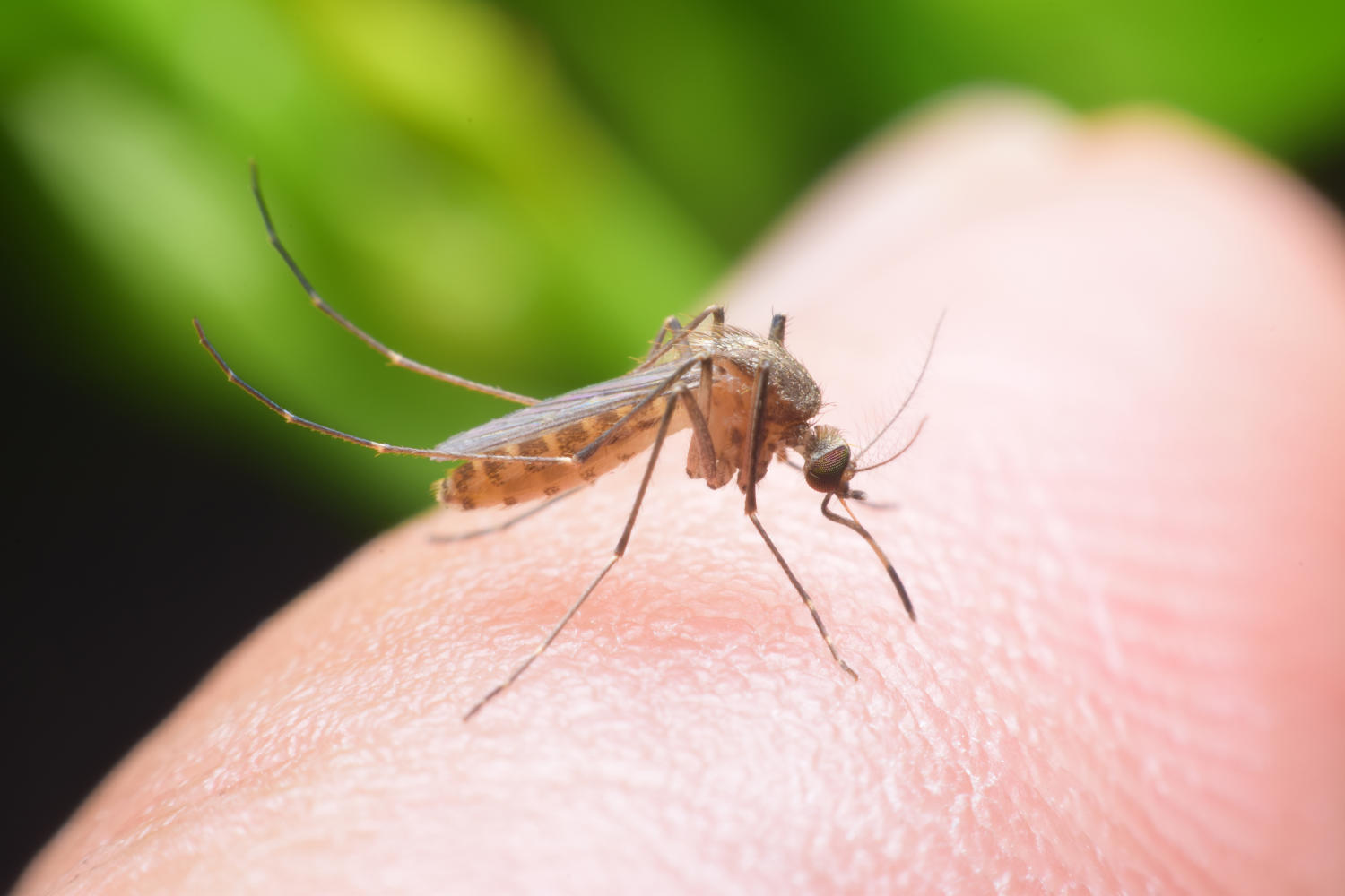 Malaria da aeroporto, 2 decessi. Ecco perché non dovresti preoccuparti