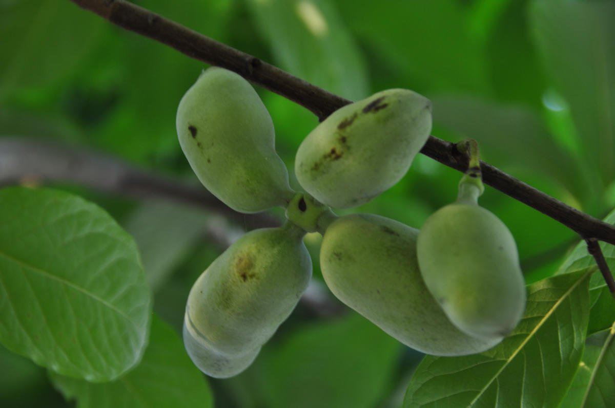 Frutti di Asimina triloba