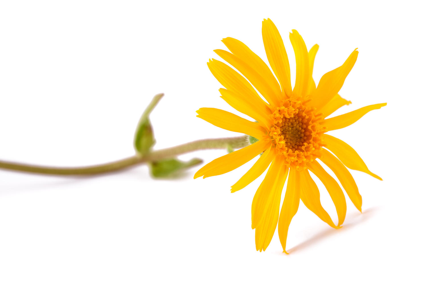 Fiore di arnica montana su sfondo bianco