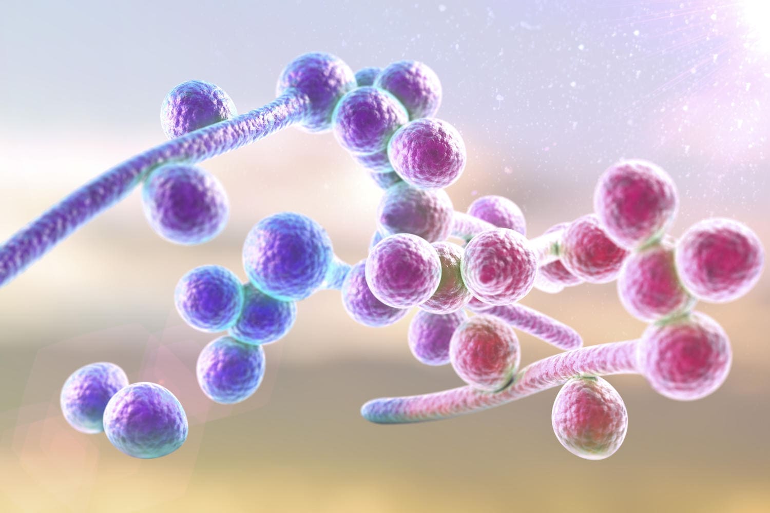 Ricostruzione grafica della Candida Albicans