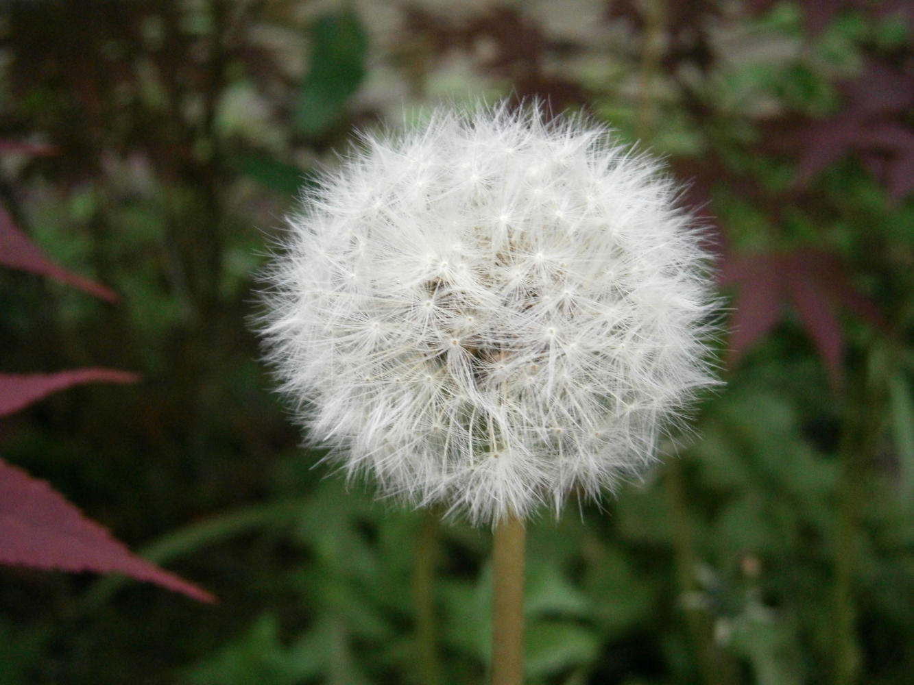 Soffione