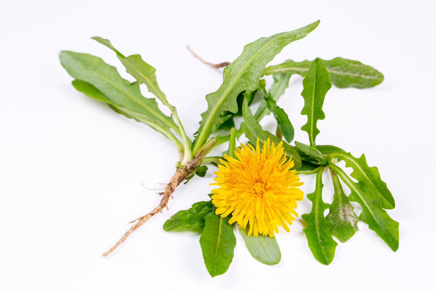 Fiore e foglie del tarassaco