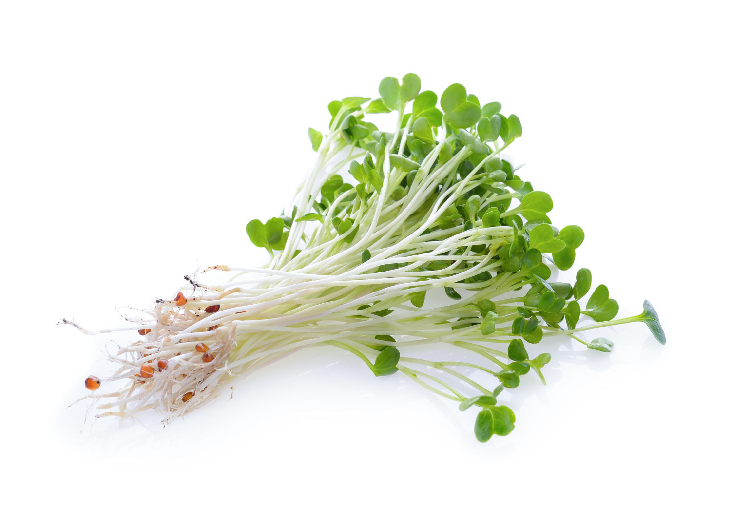 Germogli di Alfalfa