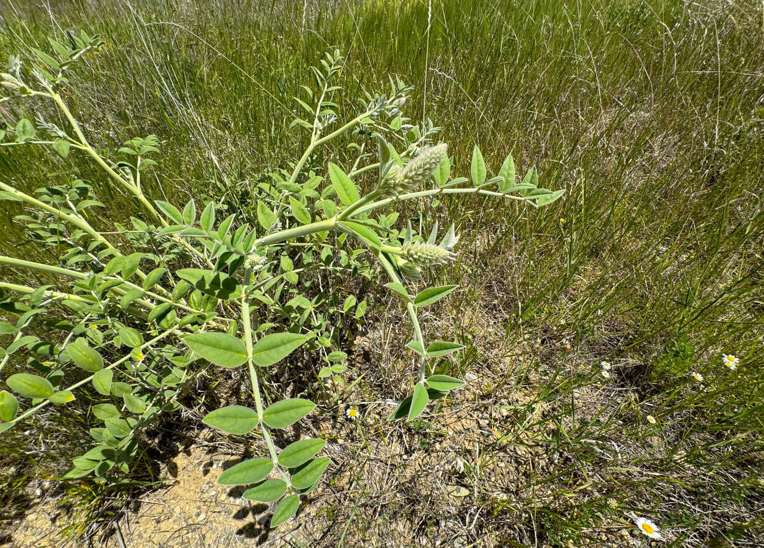 Astragalo