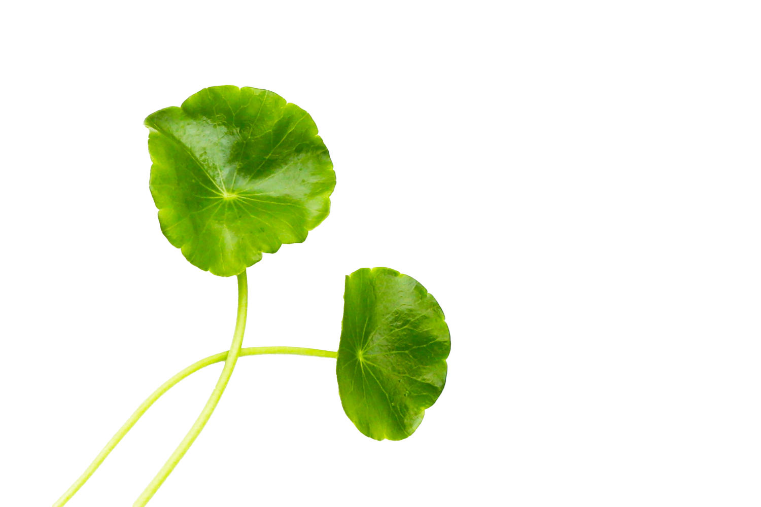 Foglie di centella asiatica