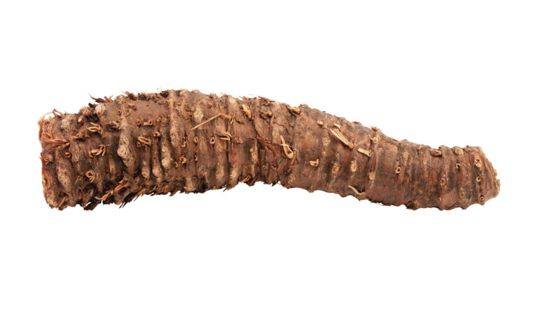 Radice di rhodiola rosea