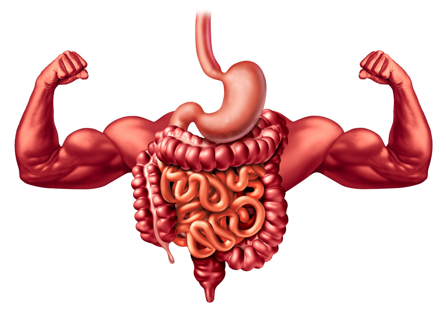 Immagine concettuale con apparato digerente e due braccia muscolose di sfondo