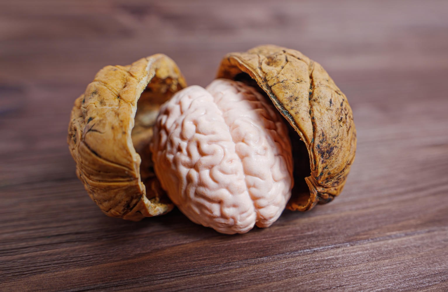 Miniatura di un cervello umano dentro un guscio di noce