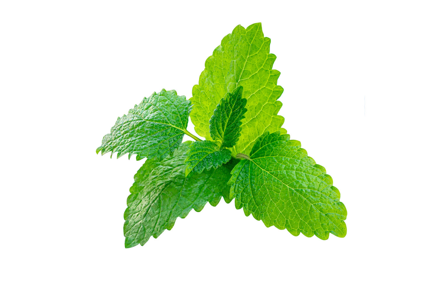 Foglie di melissa officinalis