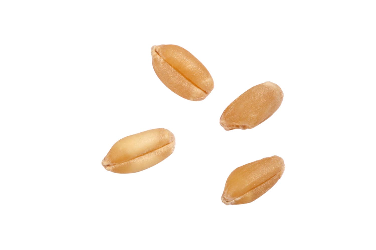 Chicchi di avena