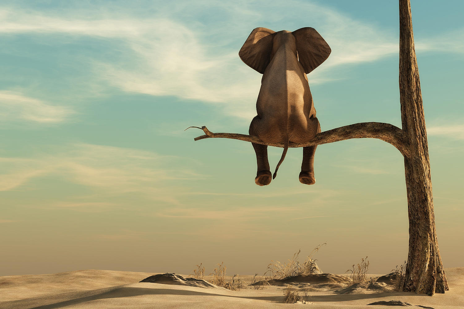Elefante solitario seduto su un ramo