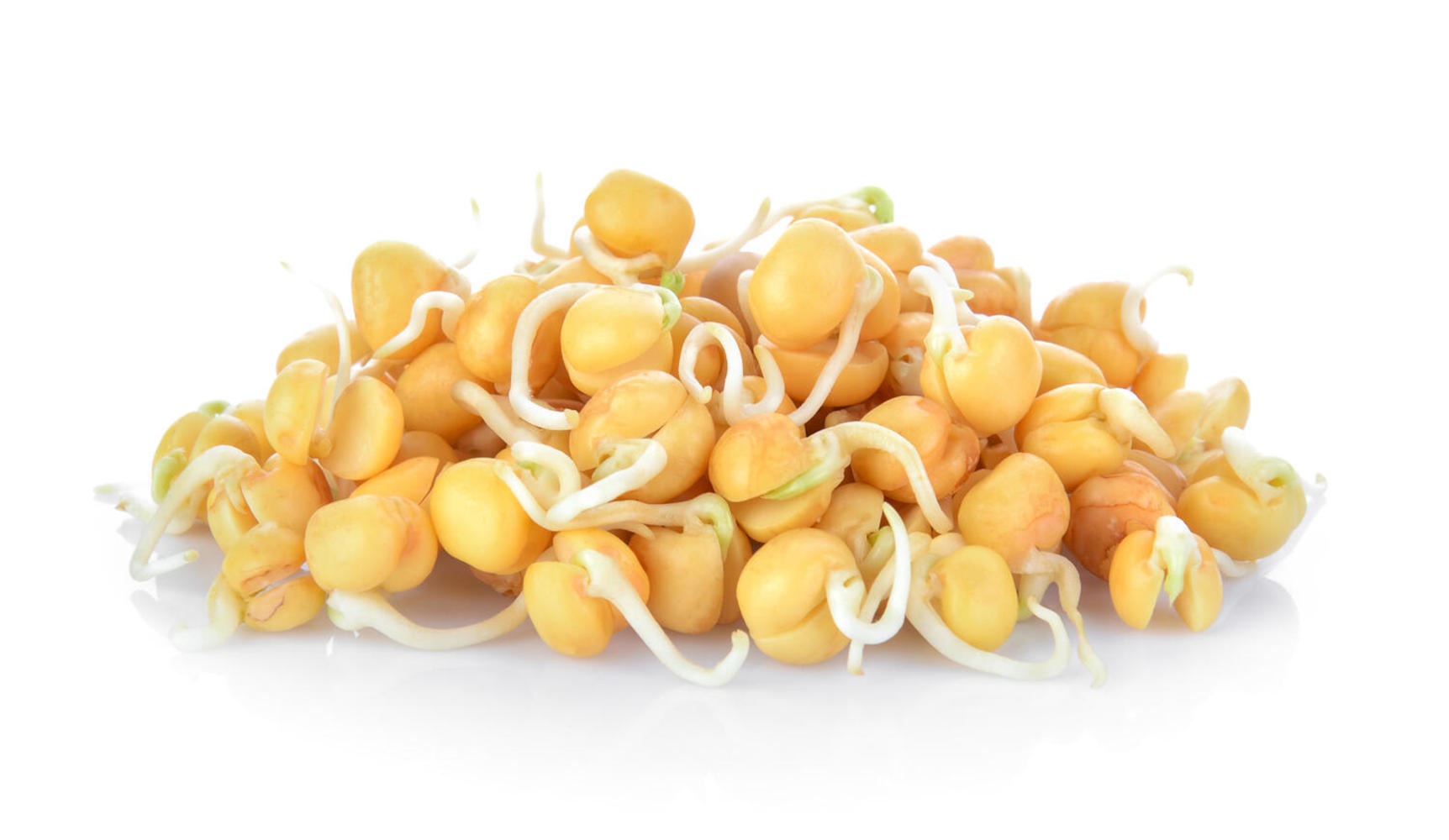 Ceci germinati
