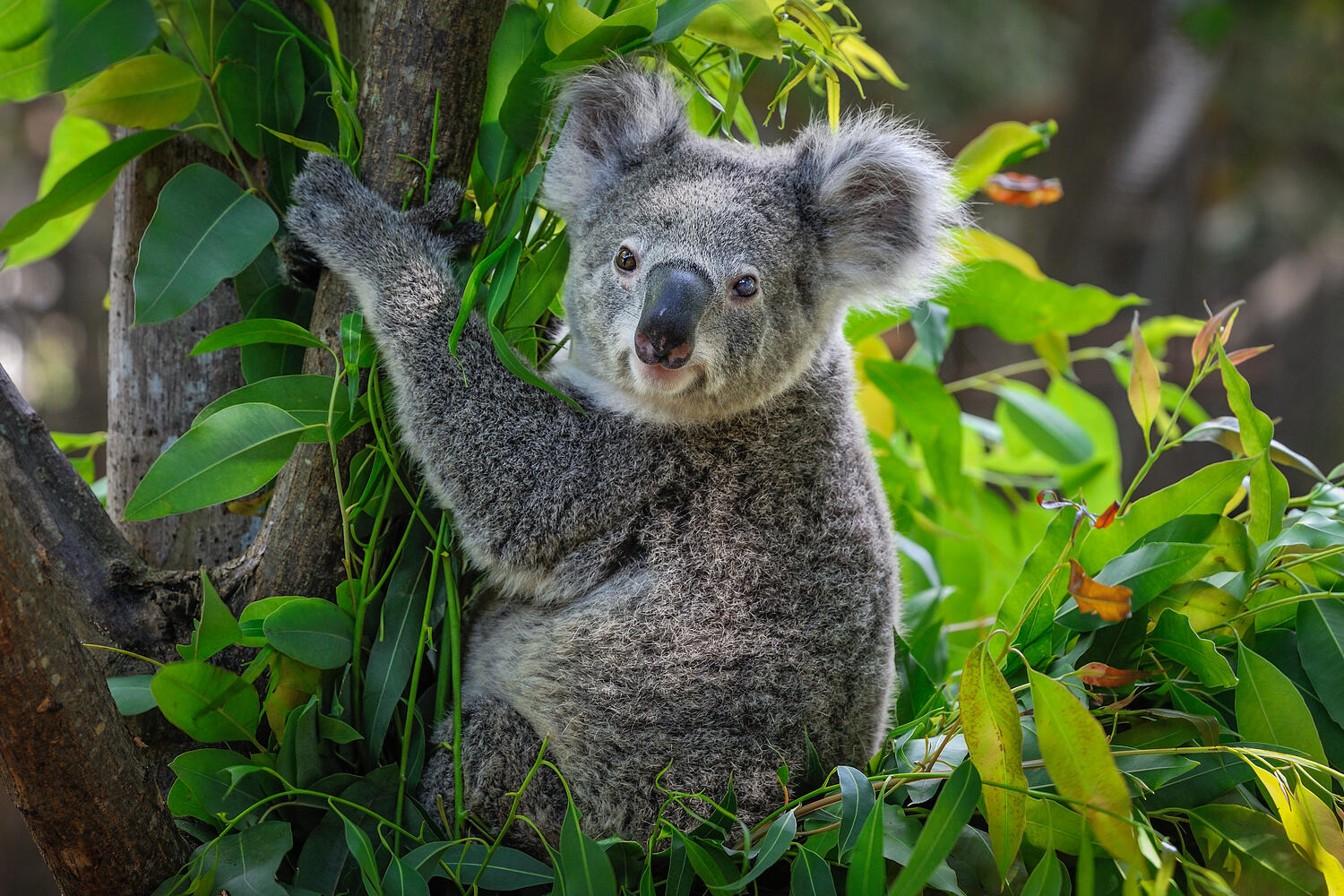 Koala su un albero di eucalipto