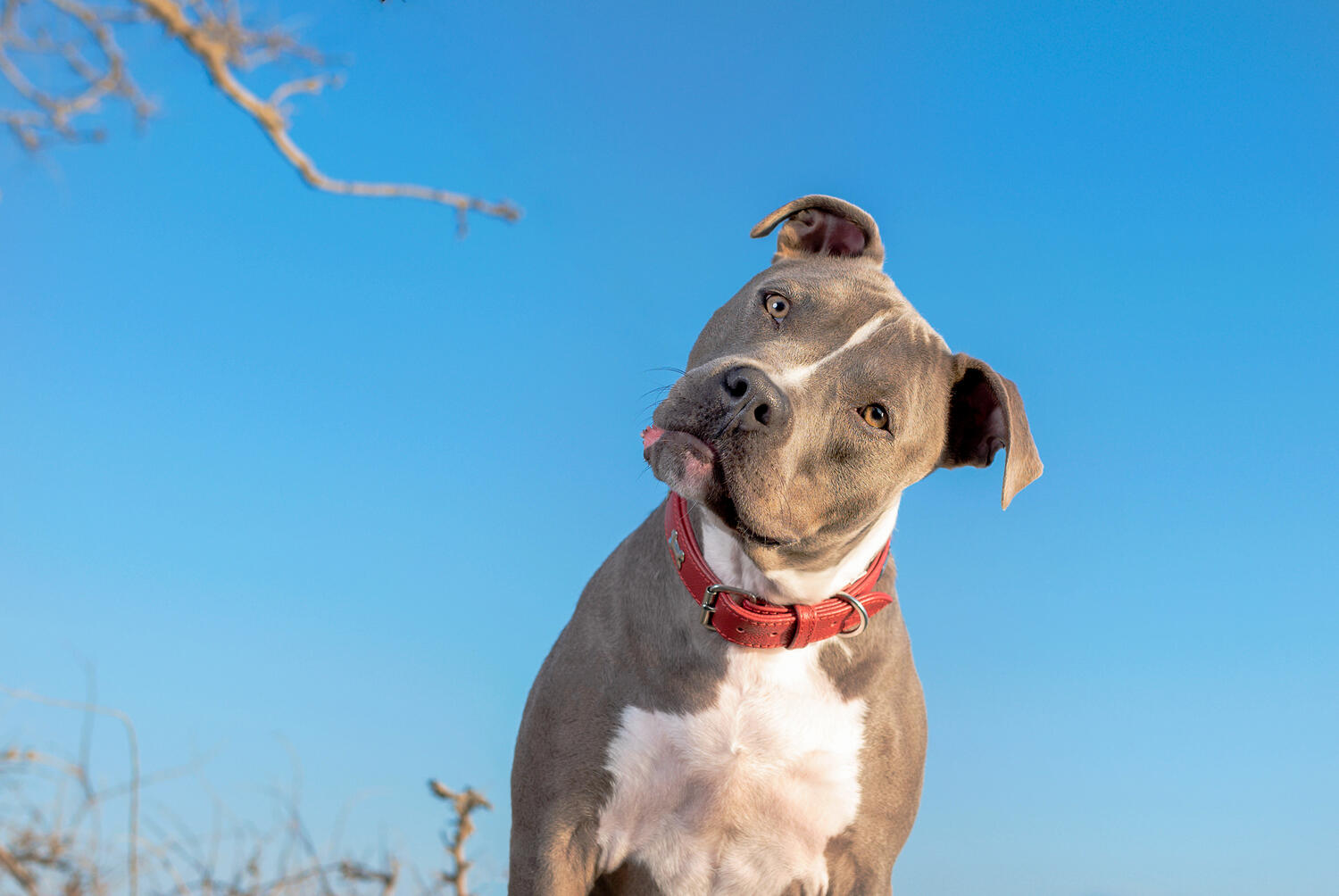 Pitbull che guarda in camera con sguardo buffo