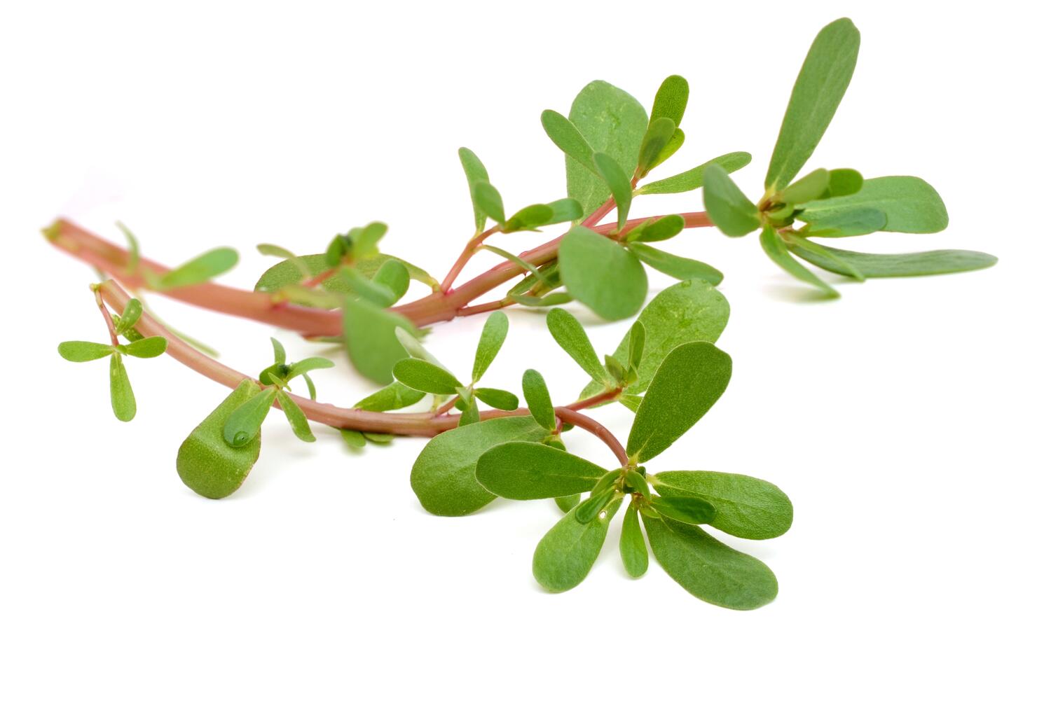 Rametto di portulaca