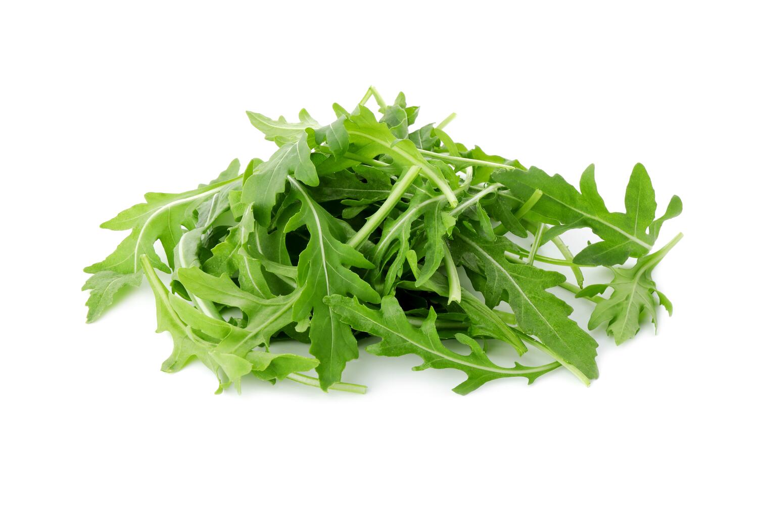 Rucola