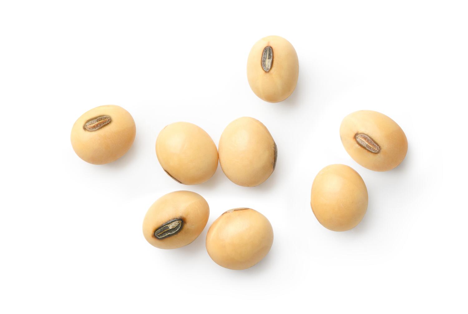 Semi di soia
