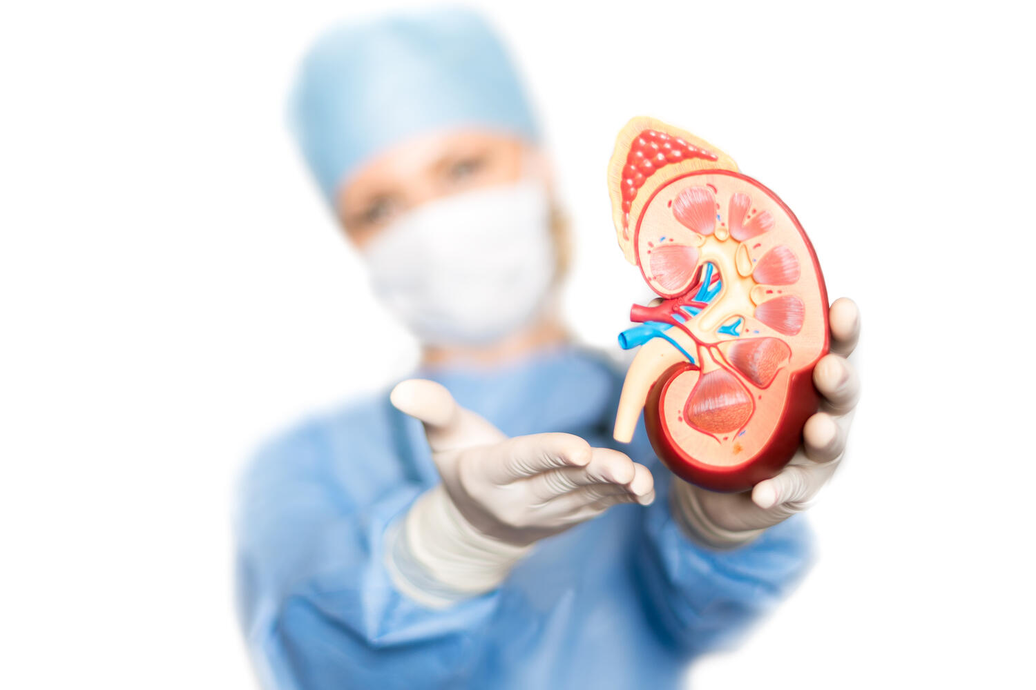 Medico mostra modello di rene