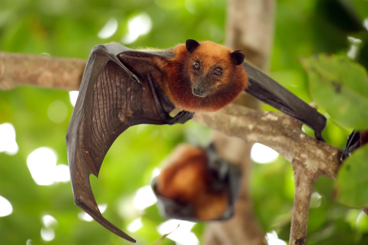 Pipistrello Pteropus hypomelanus