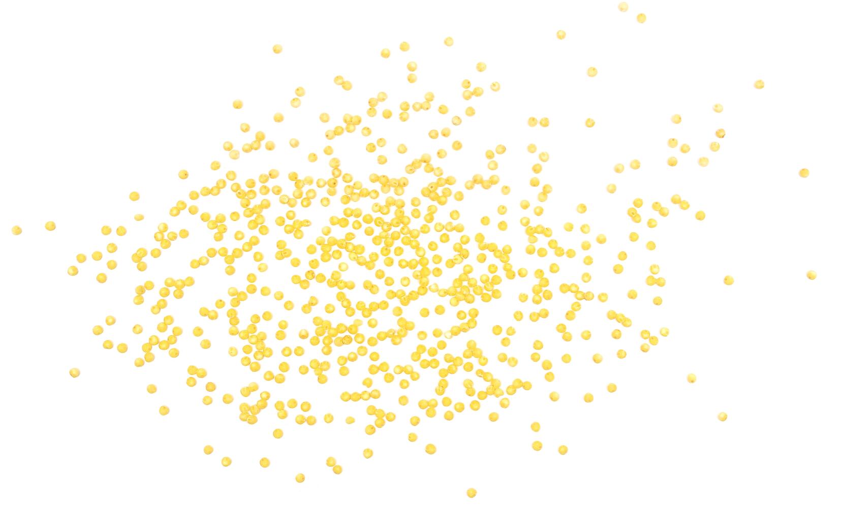Chicchi di miglio su sfondo bianco