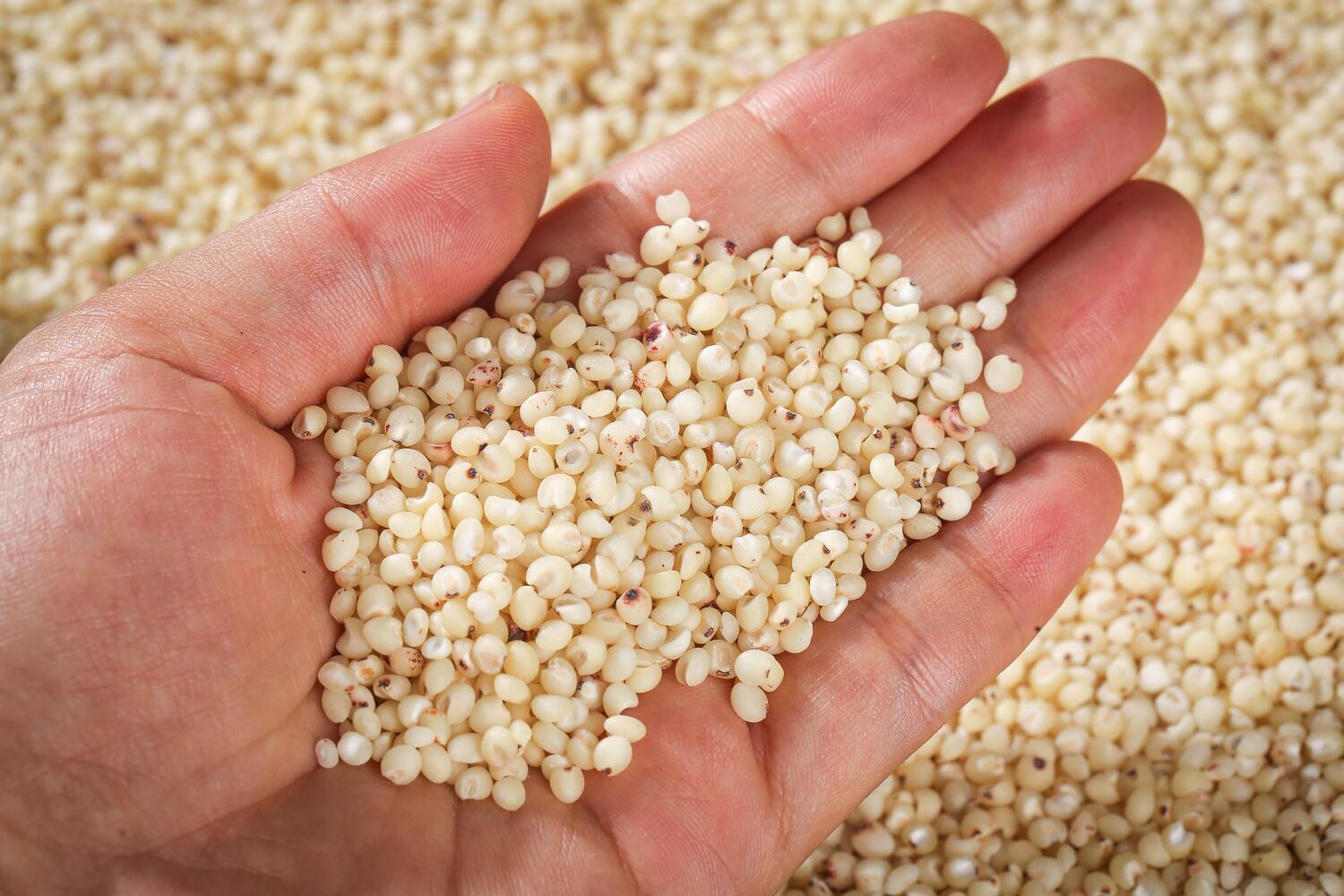 Chicchi di sorgo su una mano