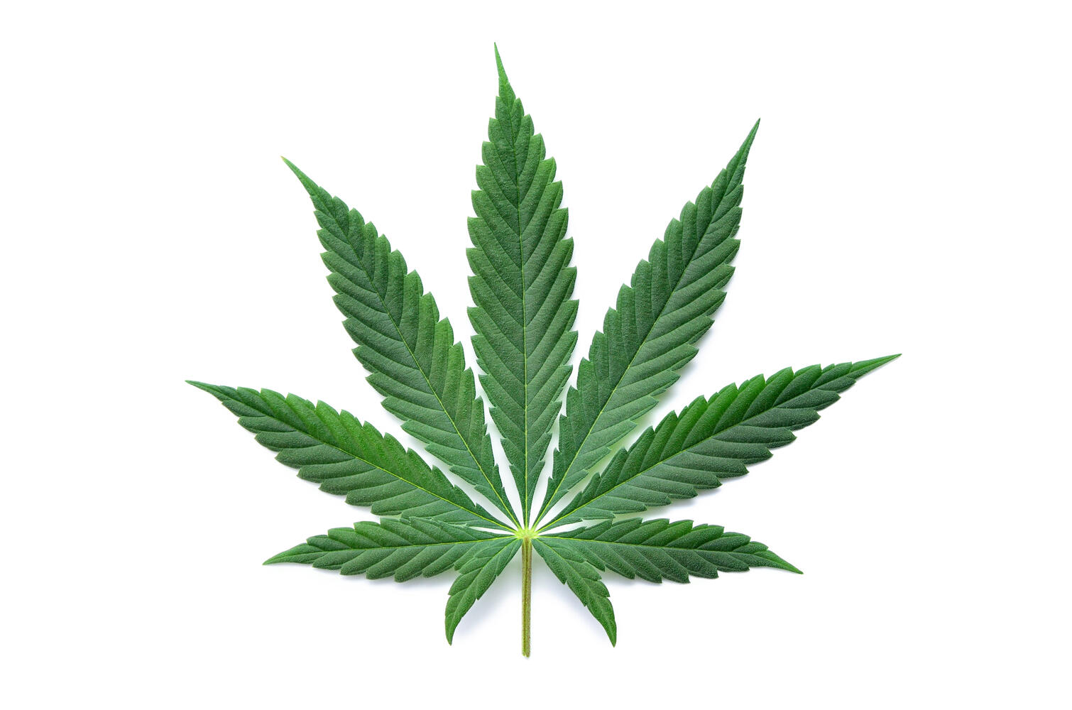 Foglia di cannabis su sfondo bianco