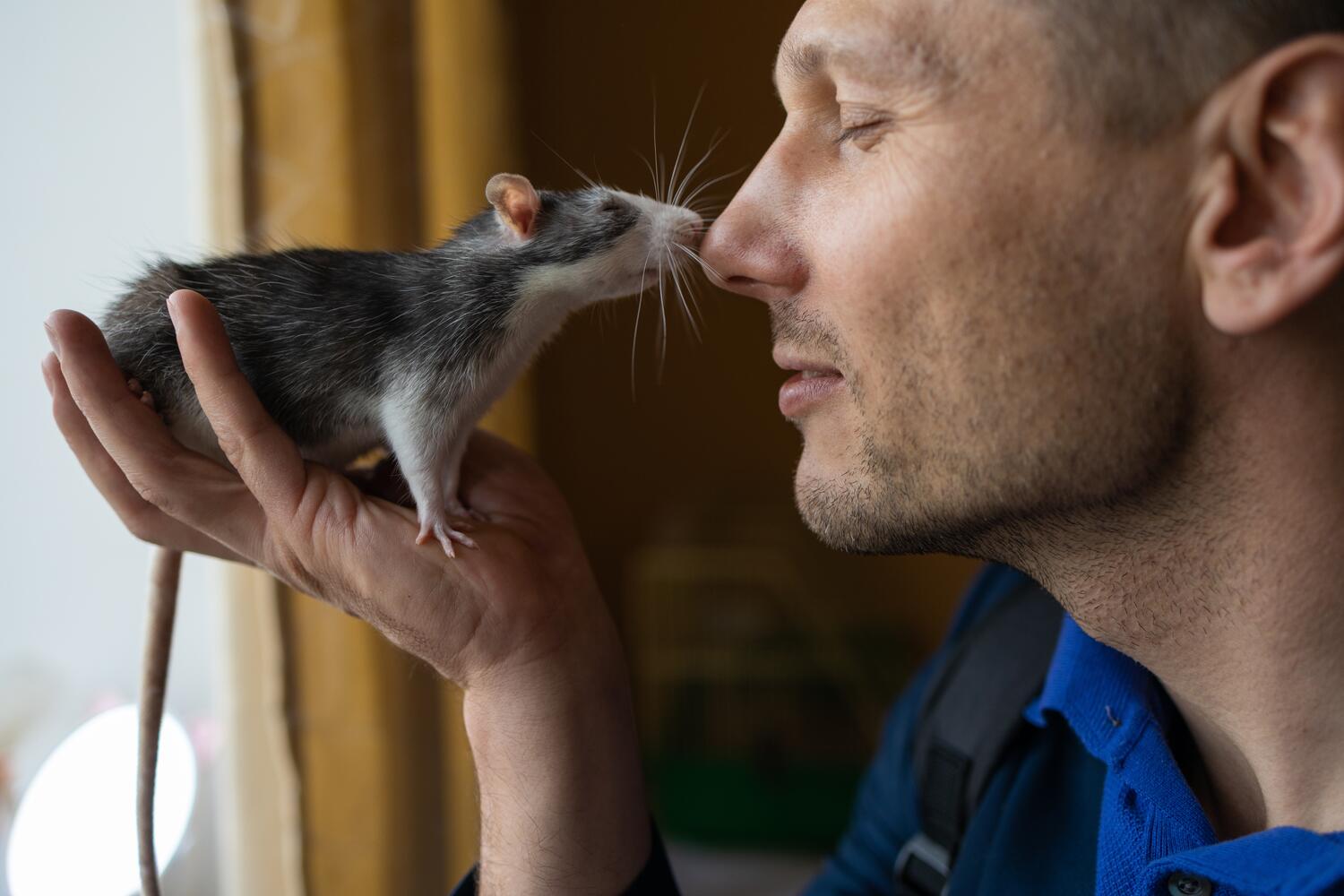 Uomo che si annusa con un ratto domestico