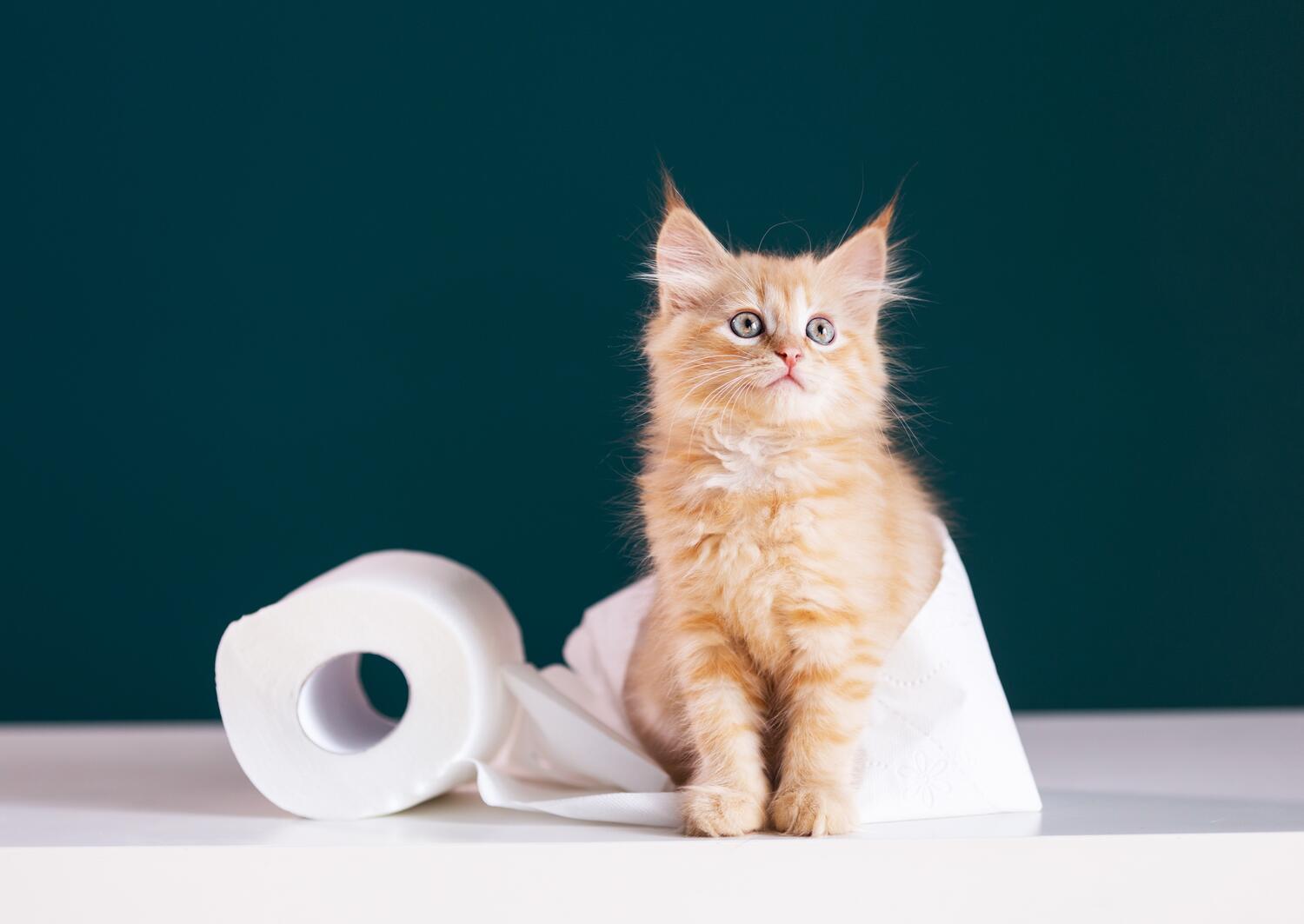 Gatto vicino a un rotolo di carta igienica