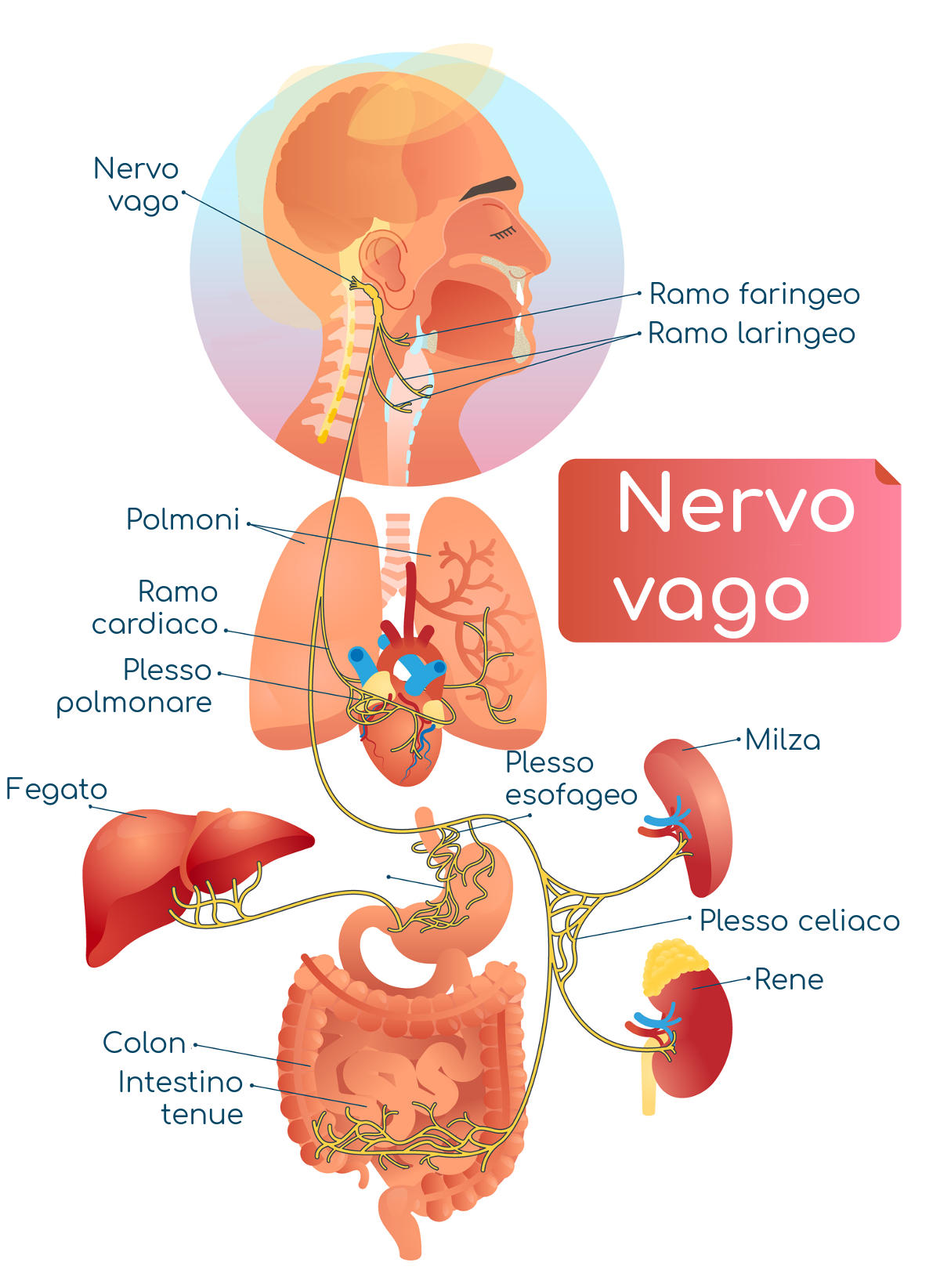 Nervo Vago Sintomi Di Infiammazione E Crisi Vaso vagale Nervo Vago Sintomi Di Infiammazione E Crisi Vaso vagale